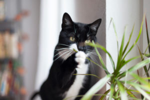 black and white domestic cat black and white domestic cat